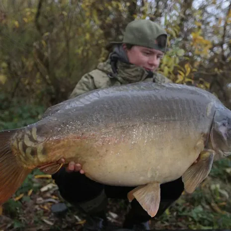 Spiegelkarpfen gefangen auf P.R. Baits.