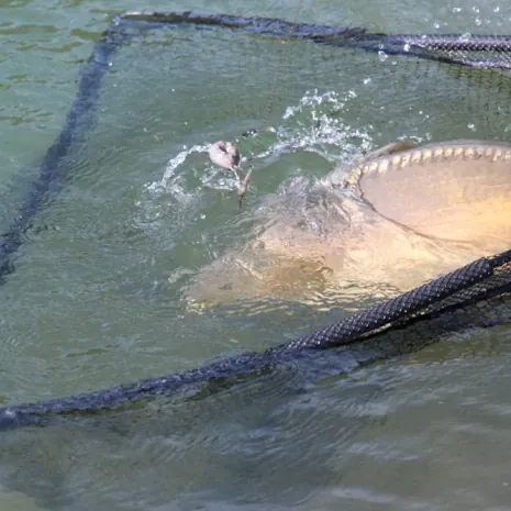 Unsinkbares Allround-Talent: das Carp Landing Net von Radical