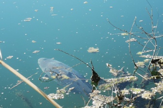 Dank des glasklaren Wassers waren die Fische leicht auffindbar. DER STALKER #4 - Was der März nicht mit sich brachte ...