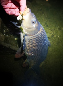 Vermutlich handelte es sich um einen überlebenden Wallerköder. DER STALKER #4 - Was der März nicht mit sich brachte ...