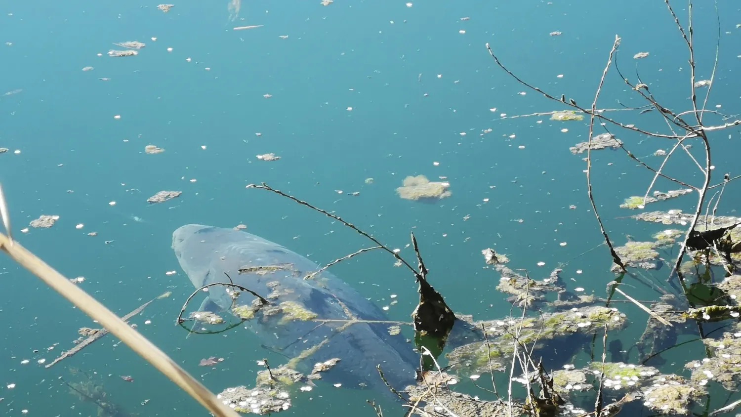 DER STALKER #4 - Was der März nicht mit sich brachte ...