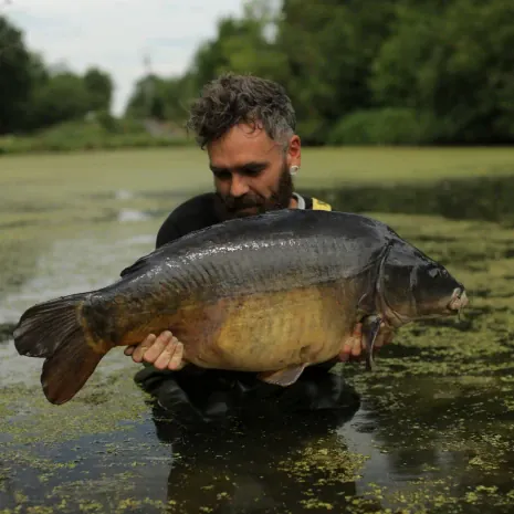 Im Hintergrund ist das undurchdringliche Kraut klar zu erkennen. Gareth Fareham mit Spiegelkarpfen aus einem Kanal.