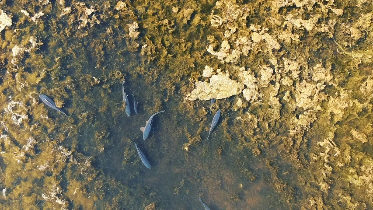 Drohnenaufnahme von Karpfen, fotografiert von Thilo Schulze.