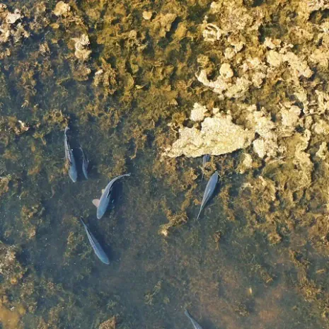 Drohnenaufnahme von Karpfen, fotografiert von Thilo Schulze.