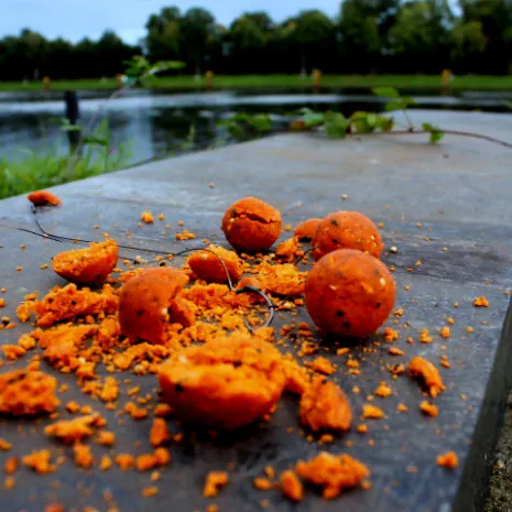 Süße Boilies sind für mich die erste Wahl am Kanal.