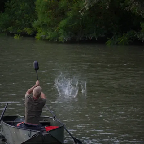 Futter bei die Fisch: Fluss-Karpfen sind hungrig.