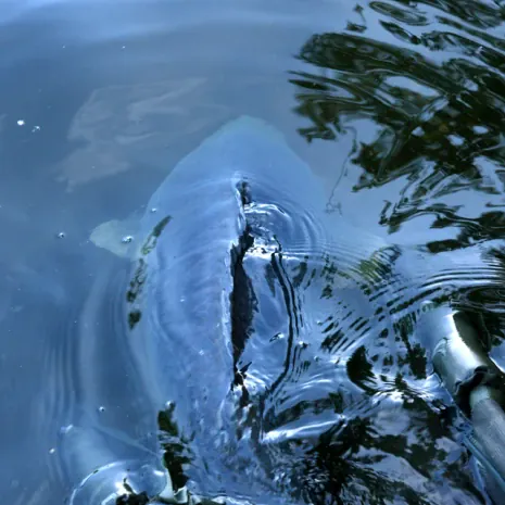 Wind bewegt nicht nur das Wasser, sondern auch die Fische, doch nicht jeder Wind ist gleich.