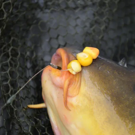 Eins steht fest: Mais frisst ein jeder Karpfen - Boilies nicht unbedingt.
