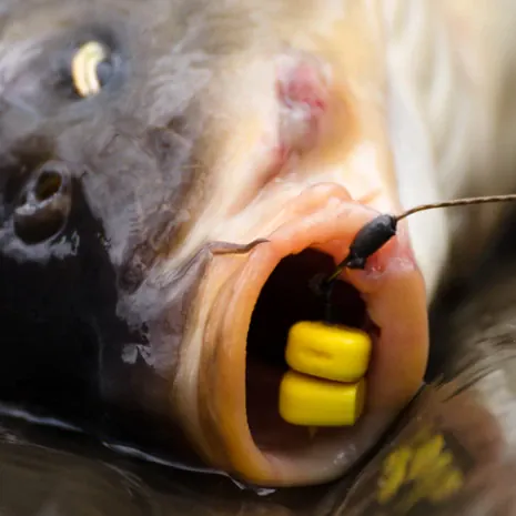Fake Mais ist besonders für kleine Fische sehr attraktiv und bringt schnelle Bisse. Fake-Mais Körner im Karpfenmaul.