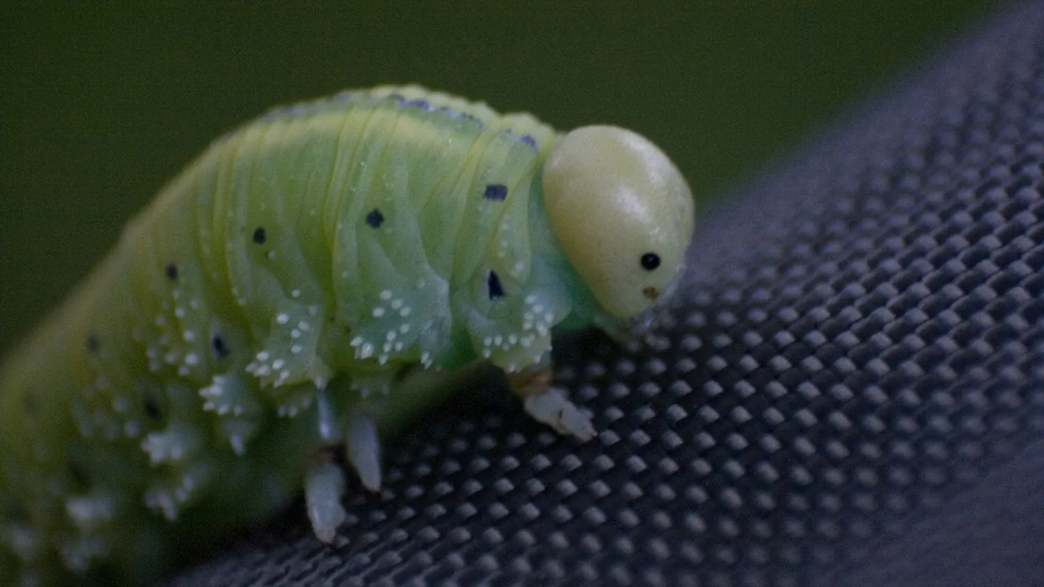 Alex hat ein Auge für die Fotografie. Seine Beiträge bestechen durch sehr ausdrucksstarke Bilder.