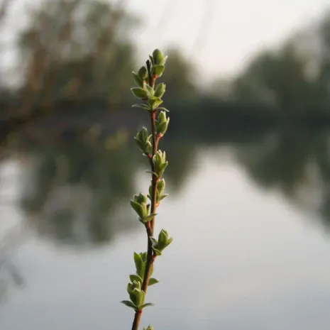 ... das Erwachen der Natur hautnah mitzuerleben.