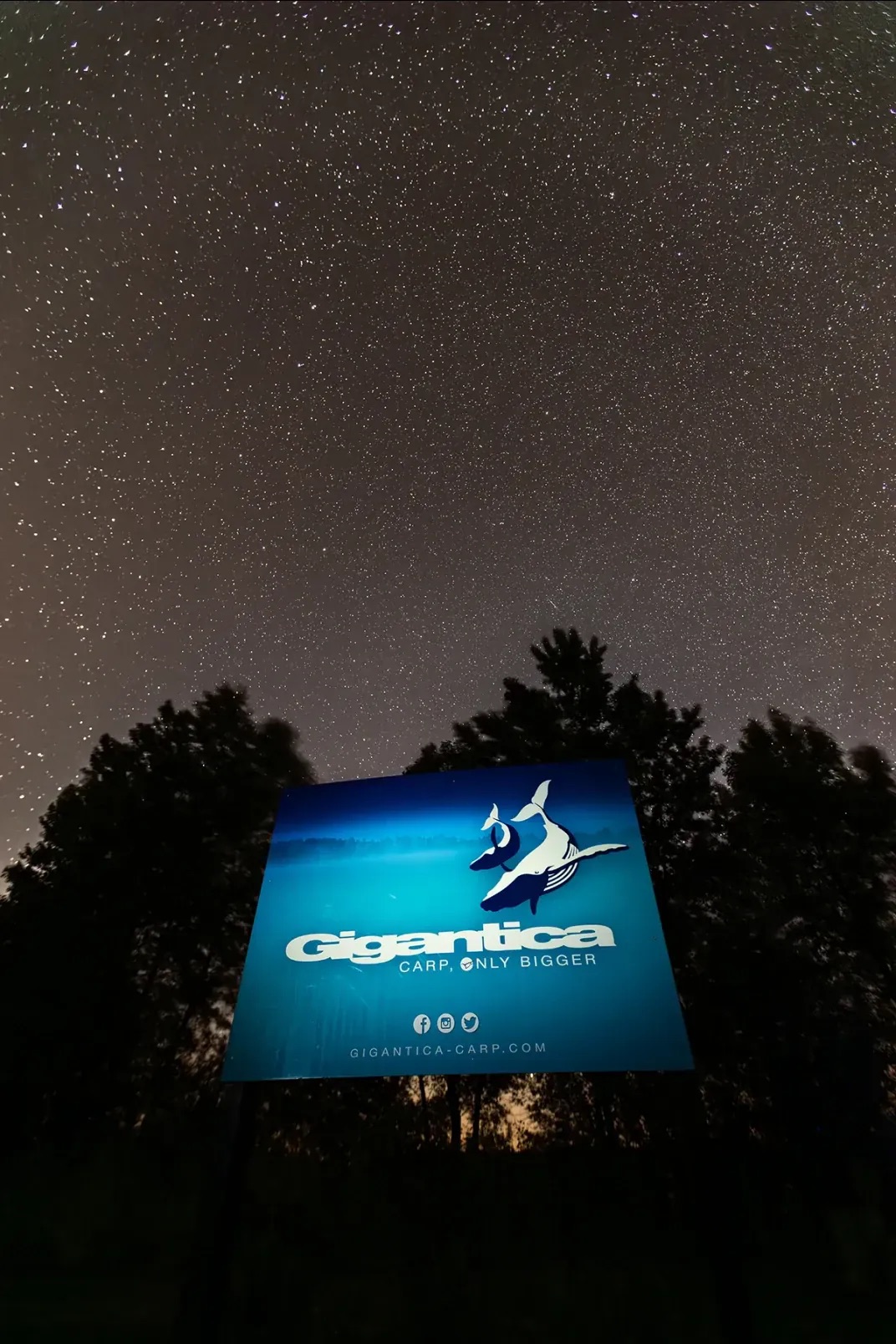 Gigantica - carp, only bigger. Gigantica - carp, only bigger.