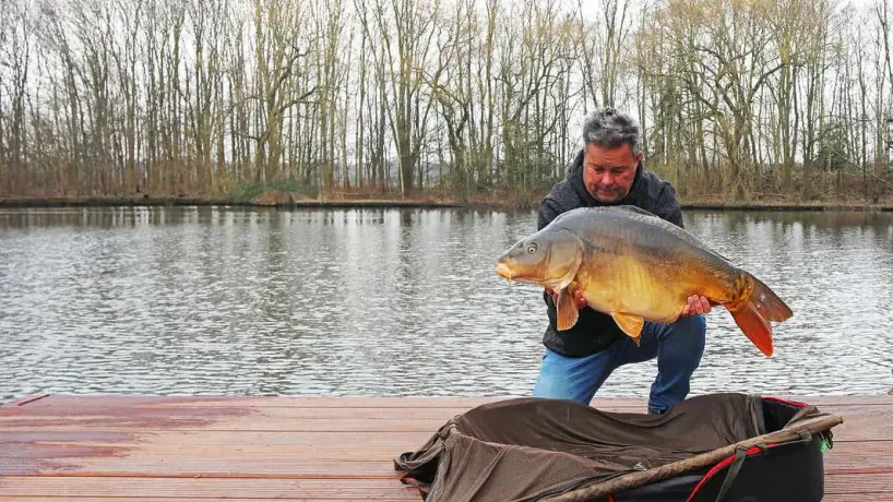 Runder Spiegelkarpfen Carp Lake Rosmalen. 