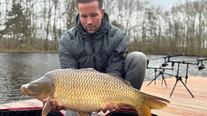 Schuppenkarpfen am Carp Lake Rosmalen.