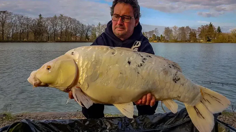 Koi-Karpfen aus dem Carplake Katlov.