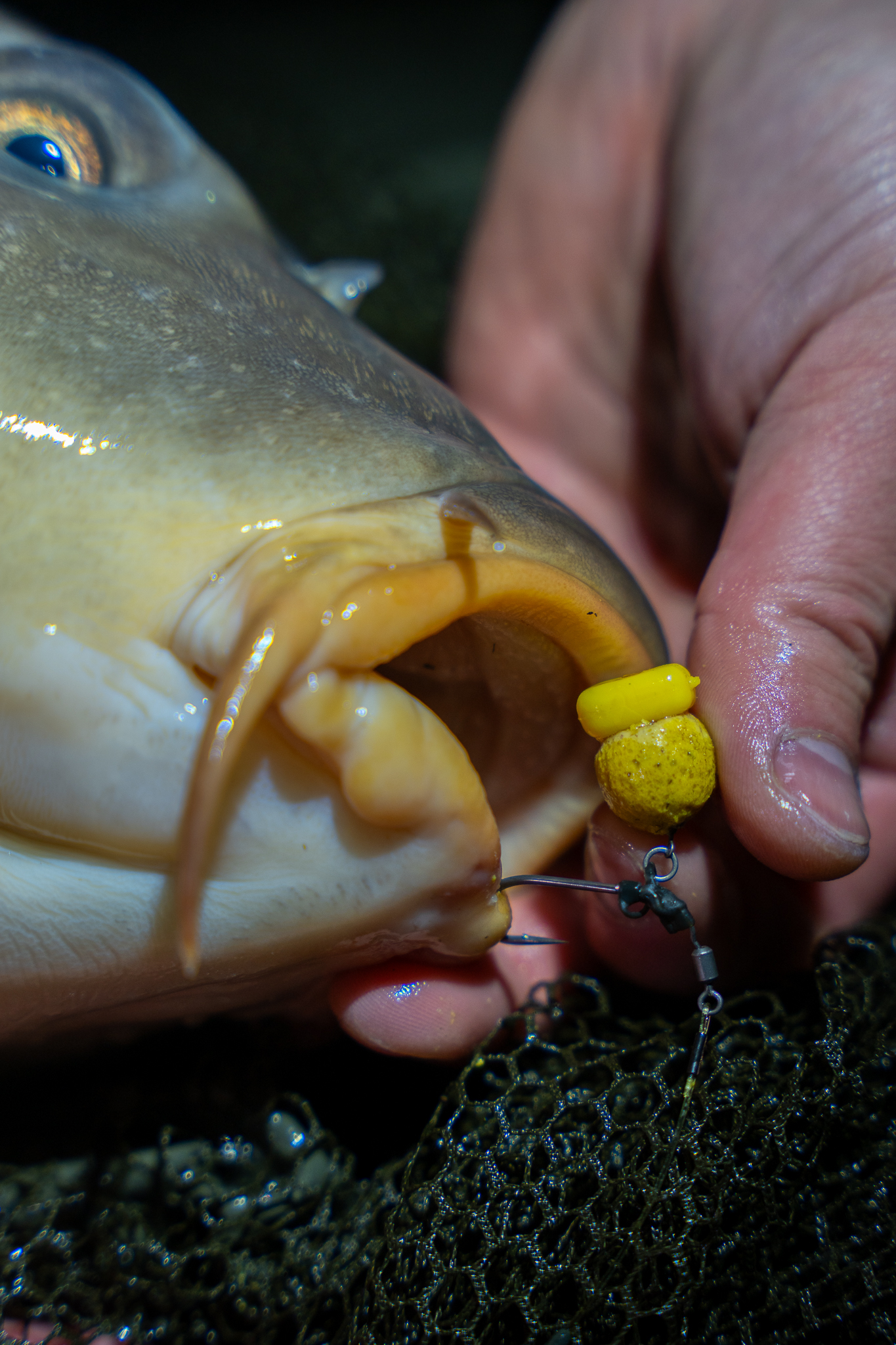 Perfekt gehakt - Philipps großer Spiegler am Spinner Rig. SO ANGELT DEUTSCHLAND - Spinner Rig im Karpfenmaul.