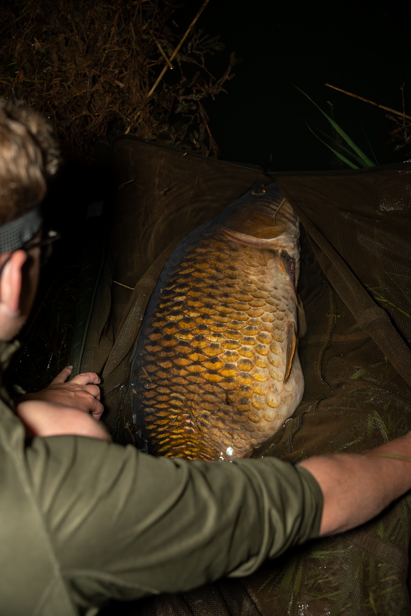 Großer Schuppenkarpfen in Wiegeschlinge. 
