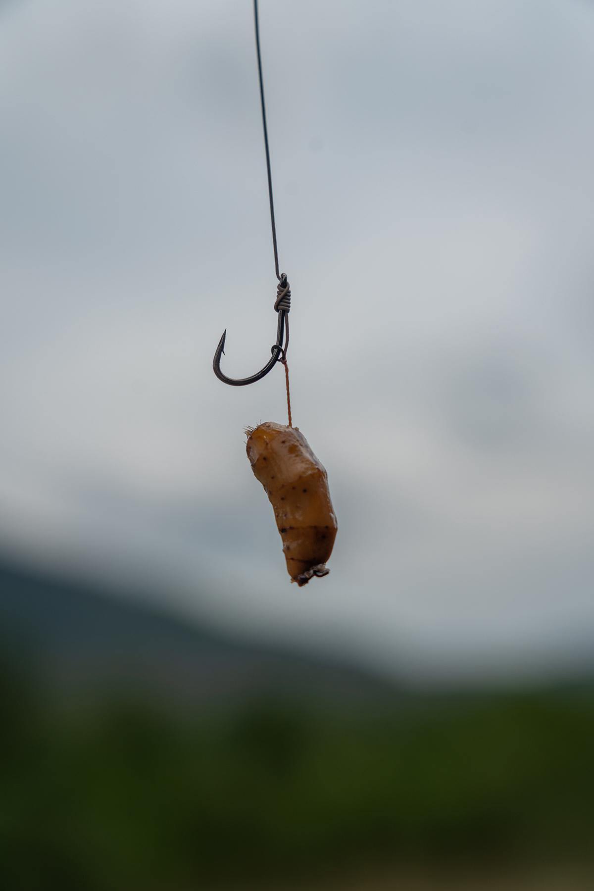 Blow Back Rig mit einer Tigernuss.