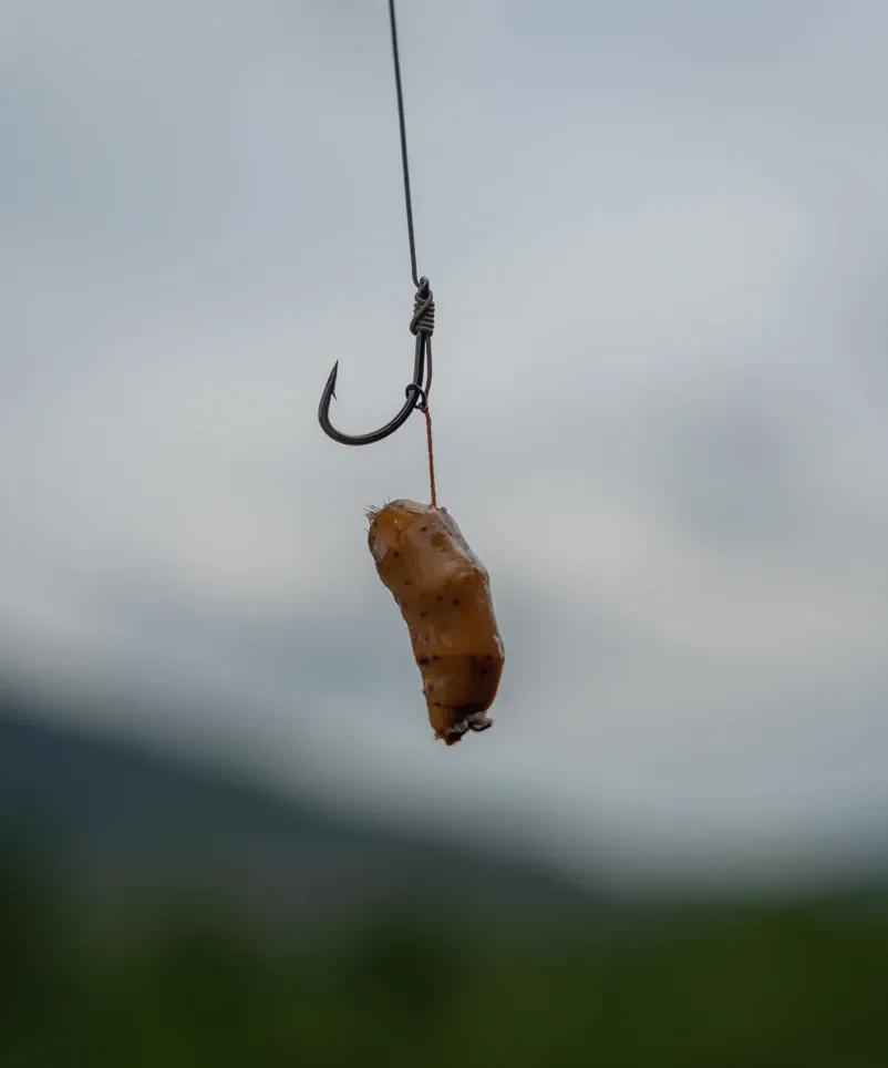 Blow Back Rig mit einer Tigernuss.