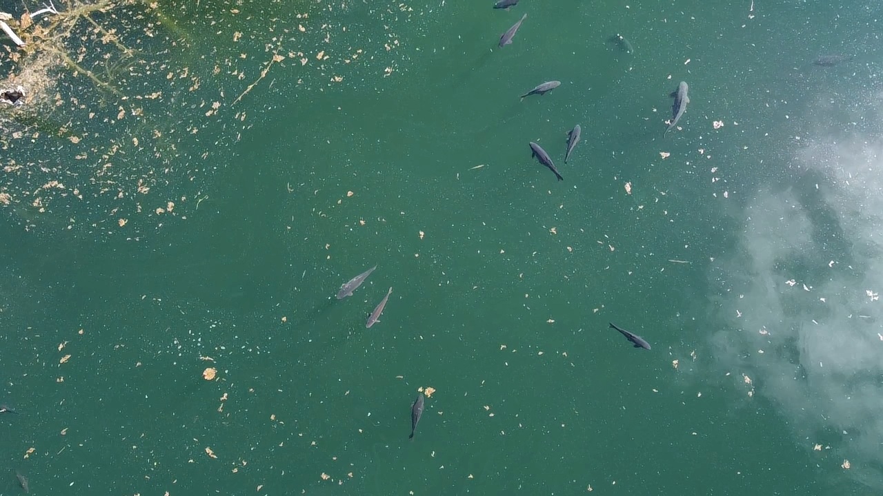 Fische im Wasser von oben