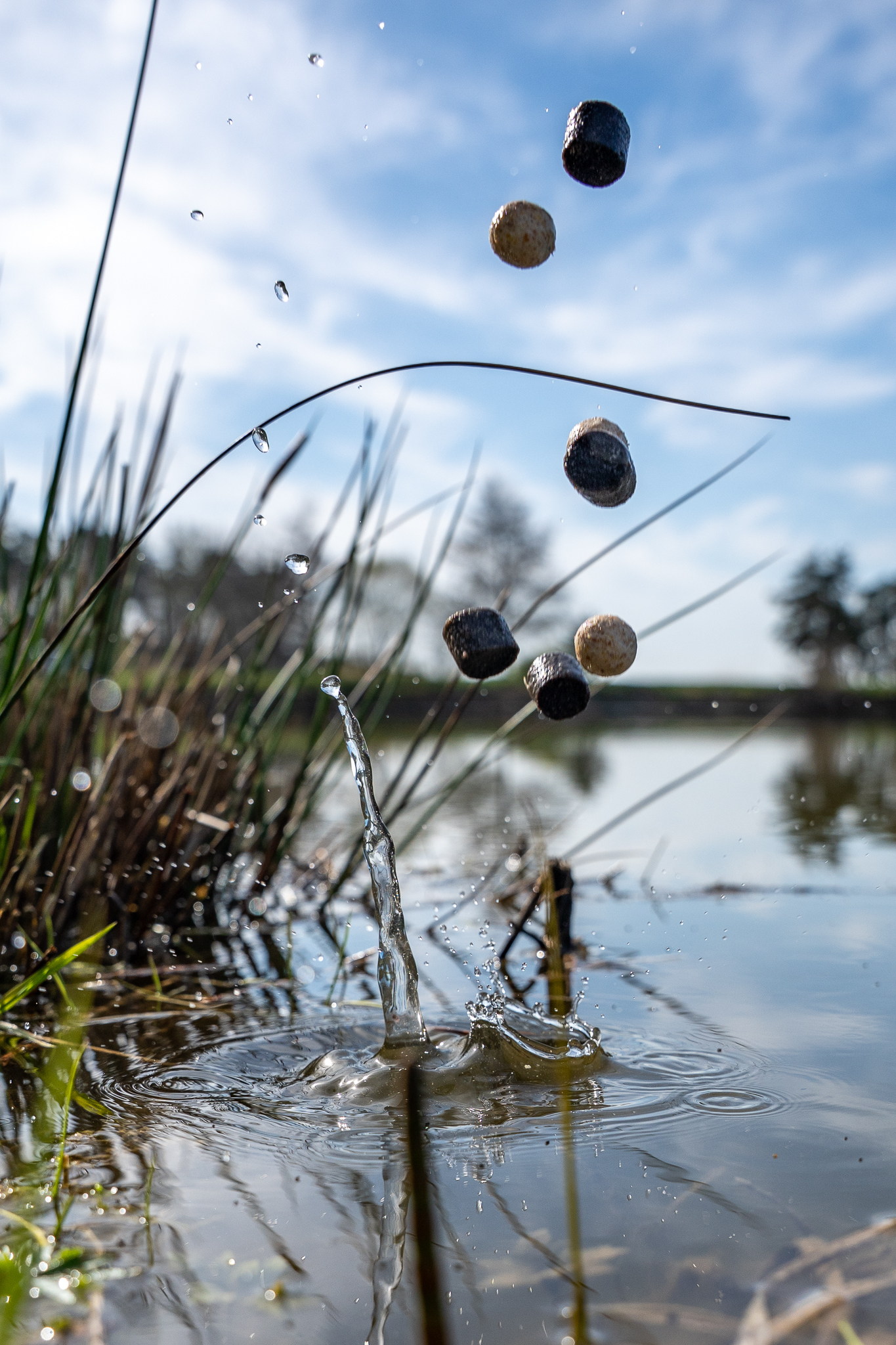 Carpline24 Black White Halibut Mix im Wasser.