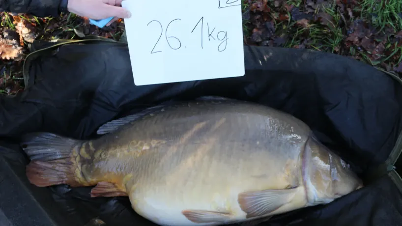 Besetzter Karpfen im Steineweiler Weiher