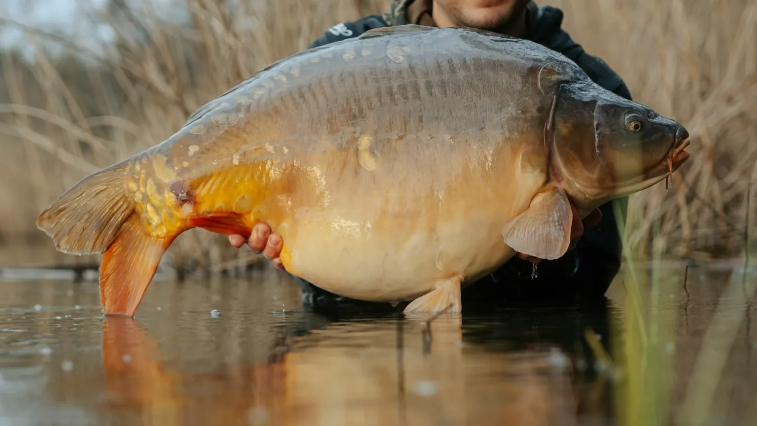 Angler mit kleinem Karpfen