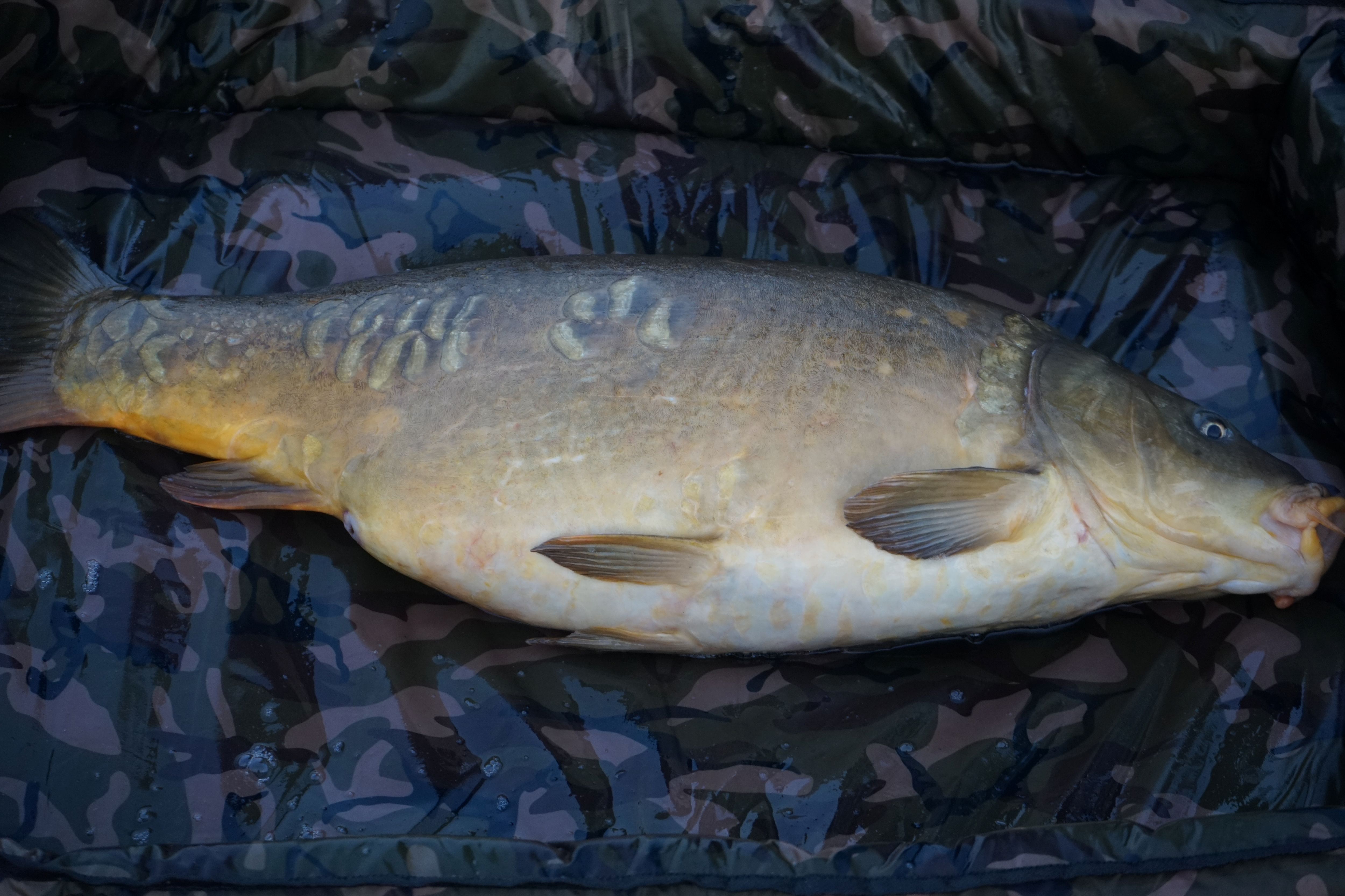 Schöner Spiegelkarpfen
