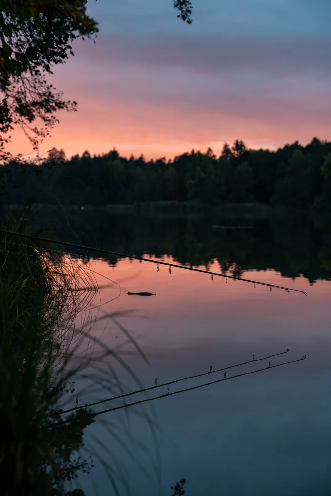 Karpfenangeln am Steineweiler Weiher im Abendlicht.