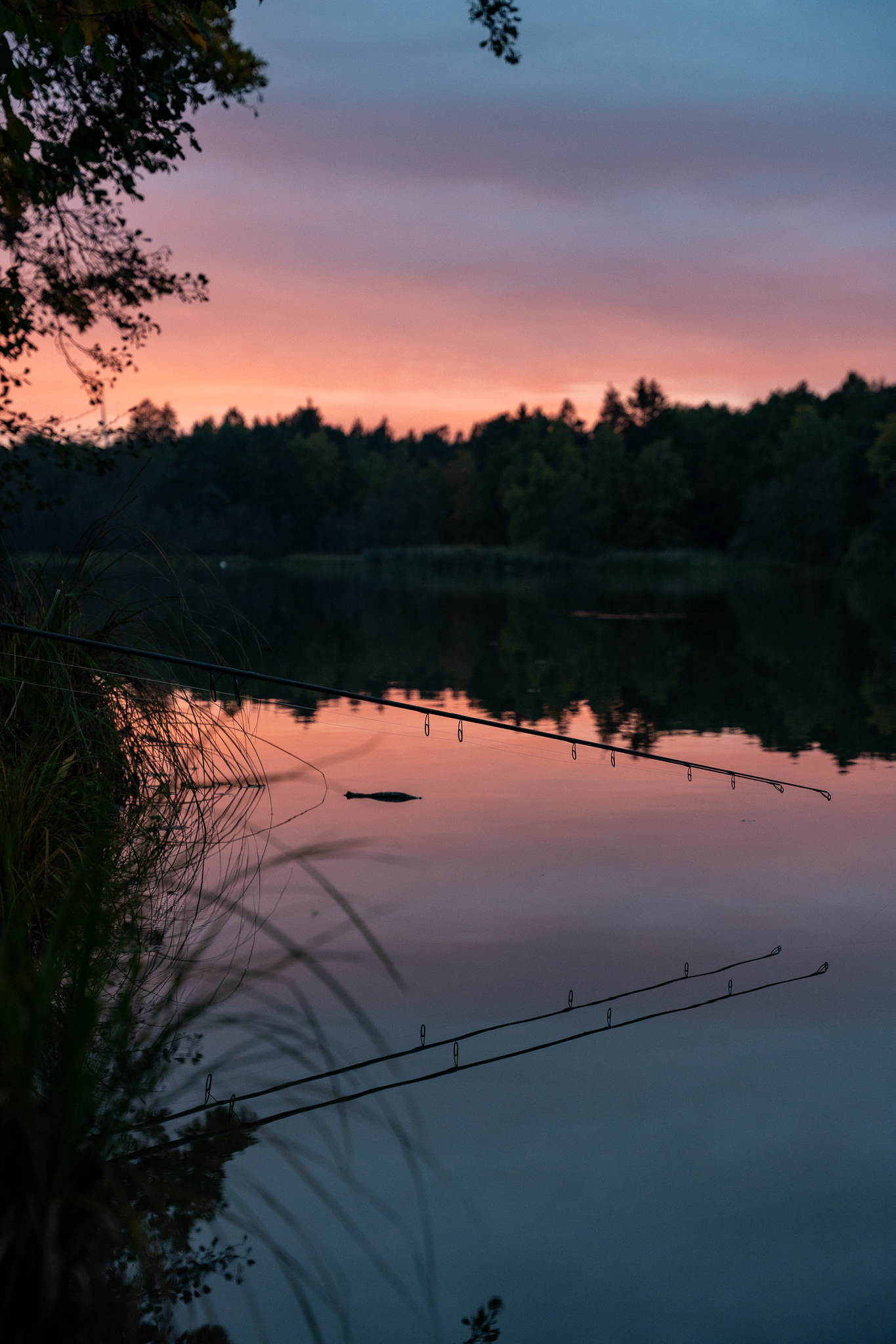 Karpfenangeln am Steineweiler Weiher im Abendlicht.