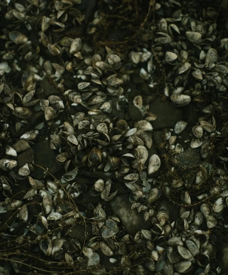 Muschelfelder beim Karpfenangeln. 