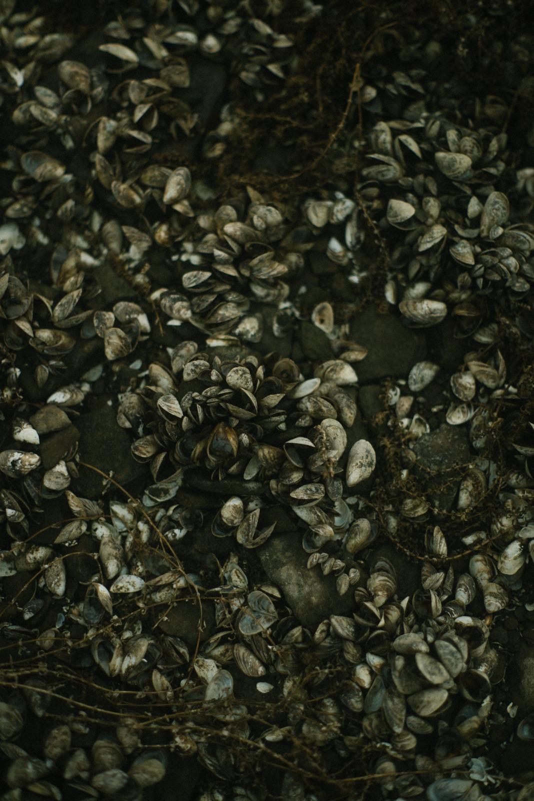 Muschelfelder beim Karpfenangeln. 
