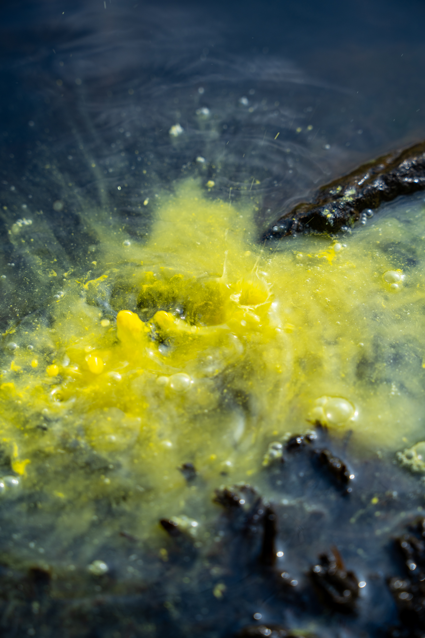 Maximumbaits Twister Liquid im Wasser.