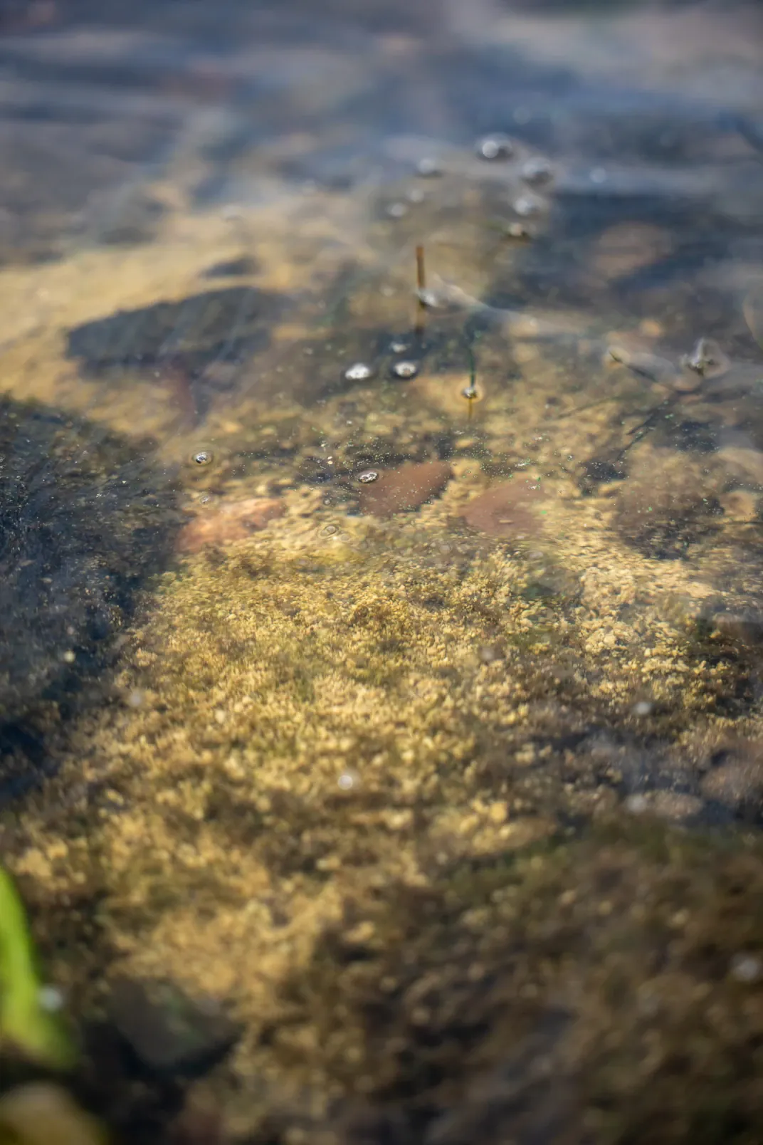 Kürbiskernmehl Unterwasser.
