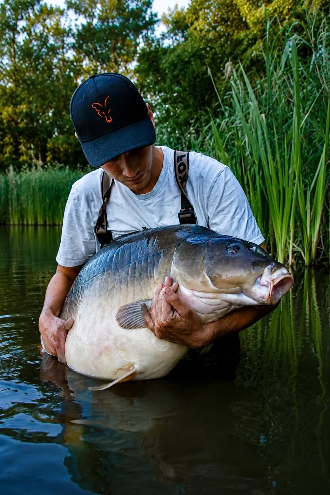 Schöner Spiegelkarpfen aus dem Steineweiler Weiher