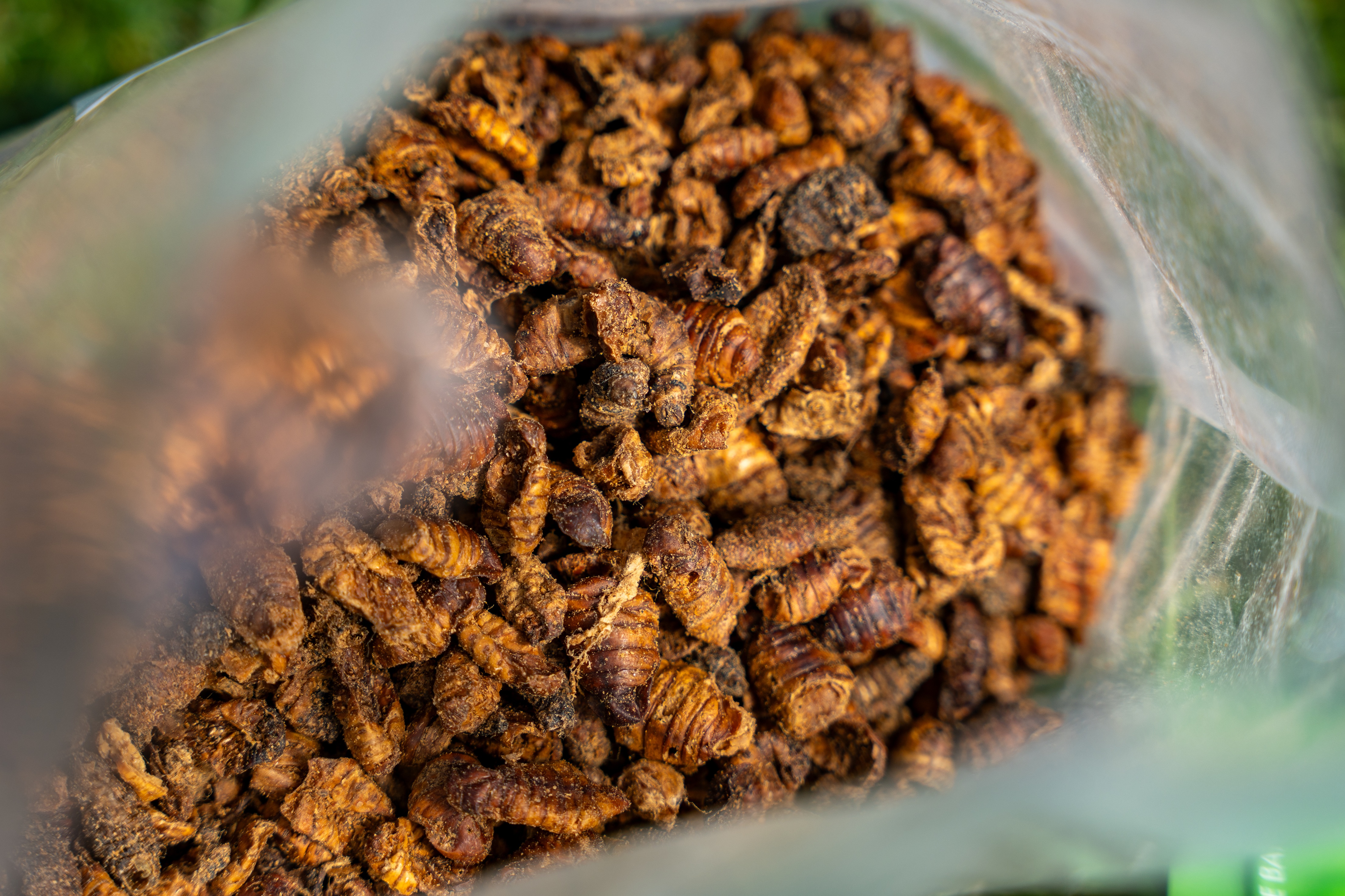 Insekten getrocknet 
