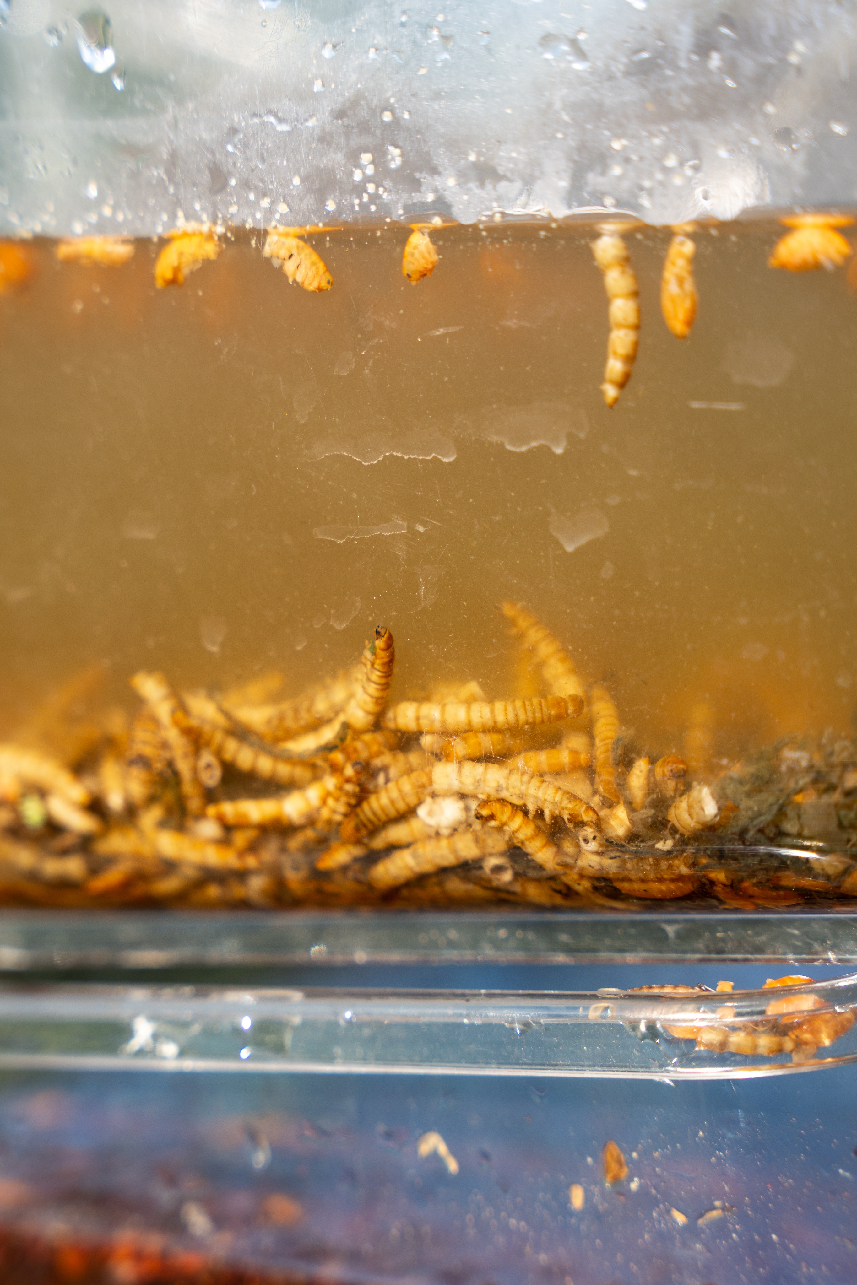 Insekten im Wasser 