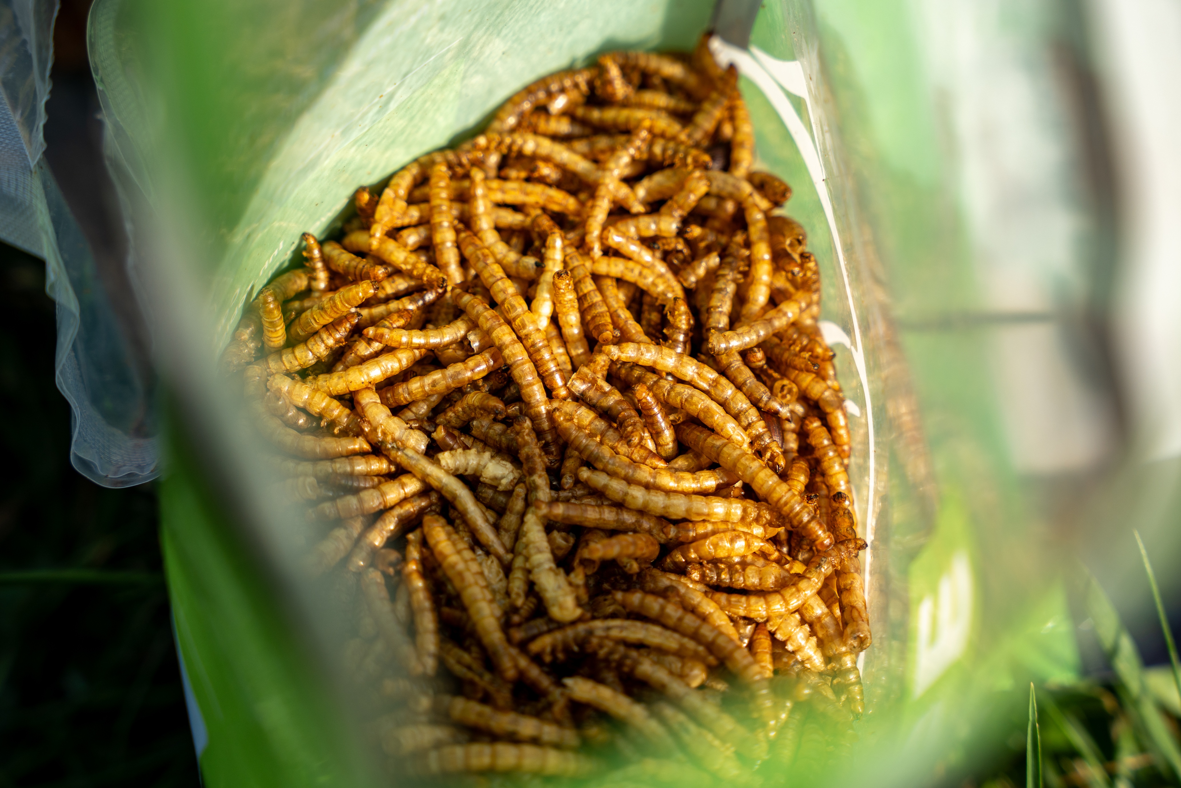 Insekten von Carpline24 