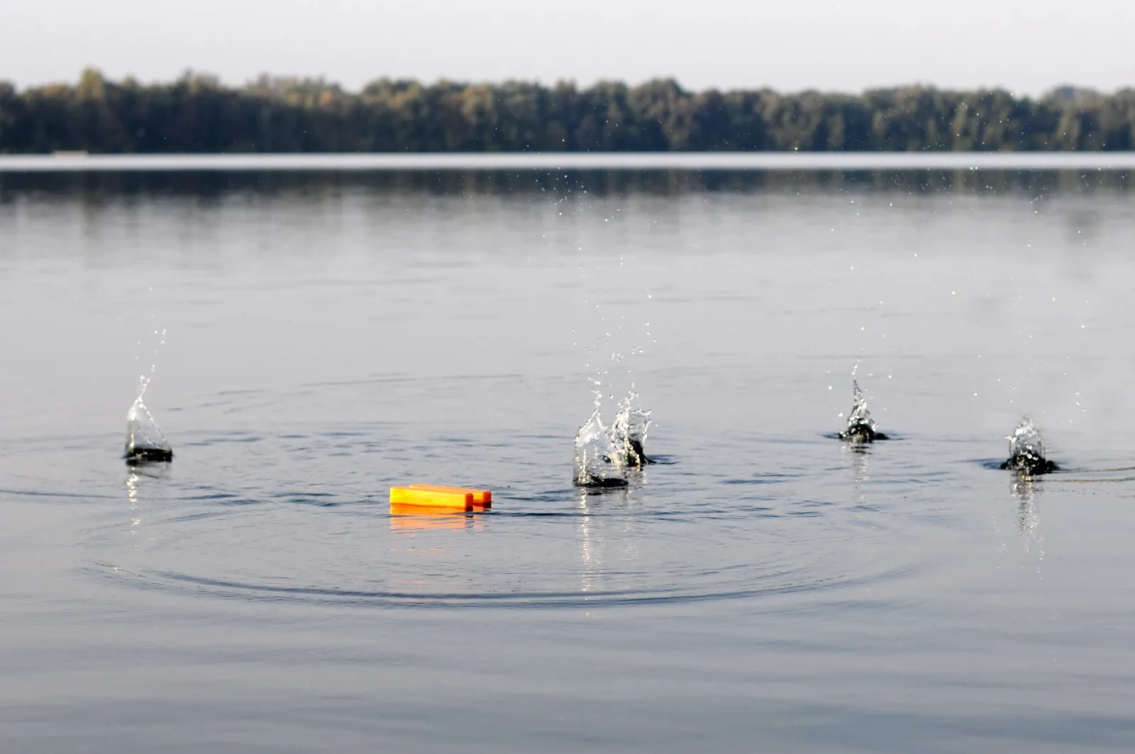 Futter marsch: Successful-Baits bläst mit dicken Angeboten zur Herbstoffensive!