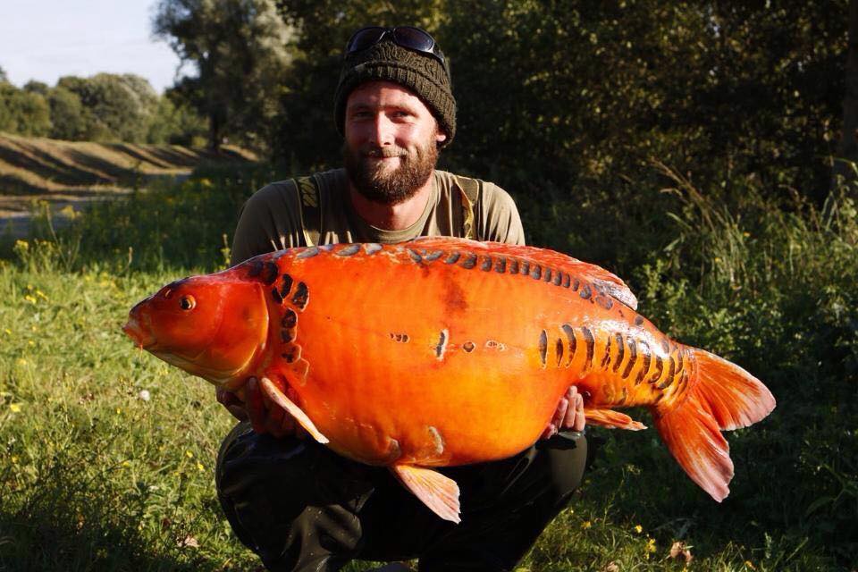 Darrell Peck fängt 25KiloKoi in Belgien CARPZILLA Dein KarpfenPortal
