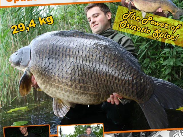 Dicke Karpfen bei Imperial Baits