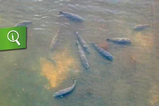 Drohnenaufnahme von Karpfen: Mr Pinpoint - so heißt Marc Voosens Blog für Carpzilla+