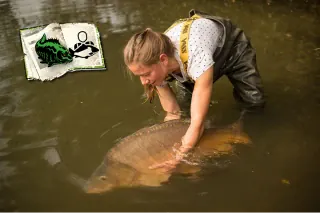 Stefans Freundin Stefanie setzt einen Spiegelkarpfen zurück