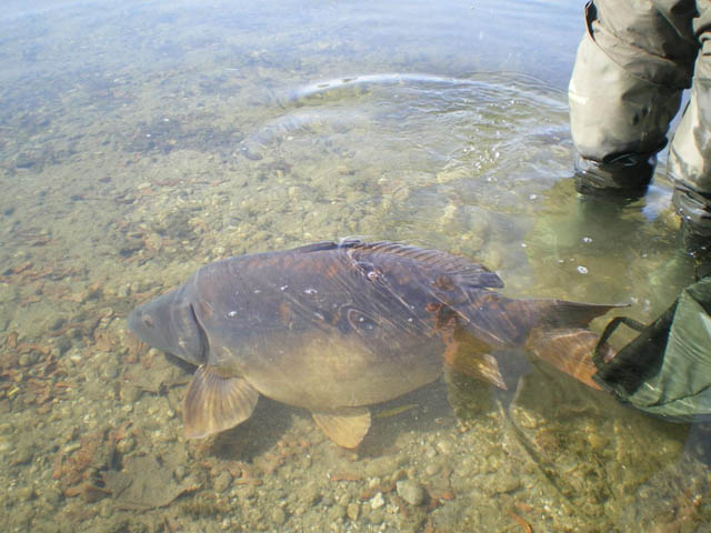 DSAV im Interview Teil 2 "Wir sind für Catch and Release