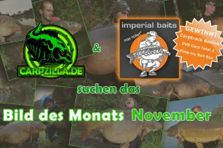 bild_des_monats_november_0