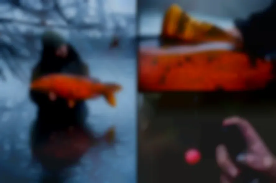 Karpfenangeln im Winter: Mit diesen Ködern steigerst du deine Erfolgschancen!