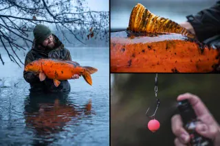 Karpfenangeln im Winter: Mit diesen Ködern steigerst du deine Erfolgschancen!