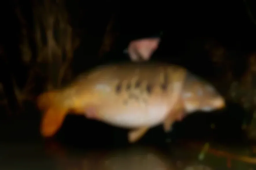 50 Karpfen über 20kg und mindestens 10 Fuffis: Krasse Großfischentwicklung am Steineweiler Weiher!