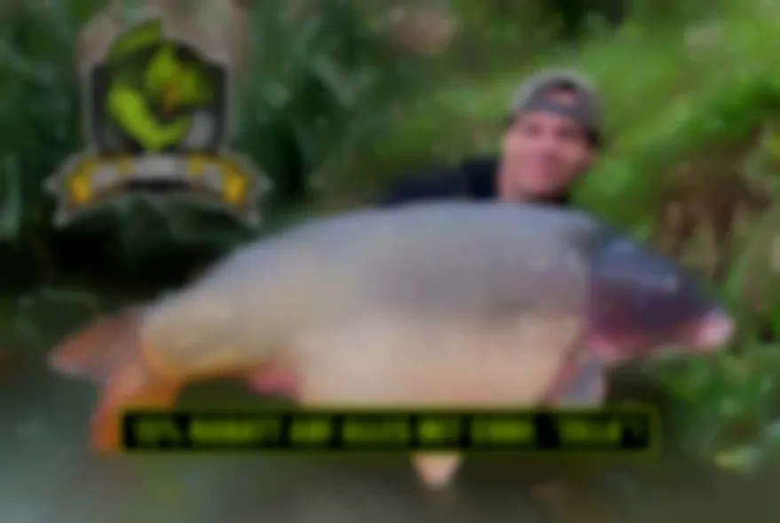 Nur bis Ende Mai: Satte 15% Rabatt auf ALLES bei Gijbels Baits & Tackle!
