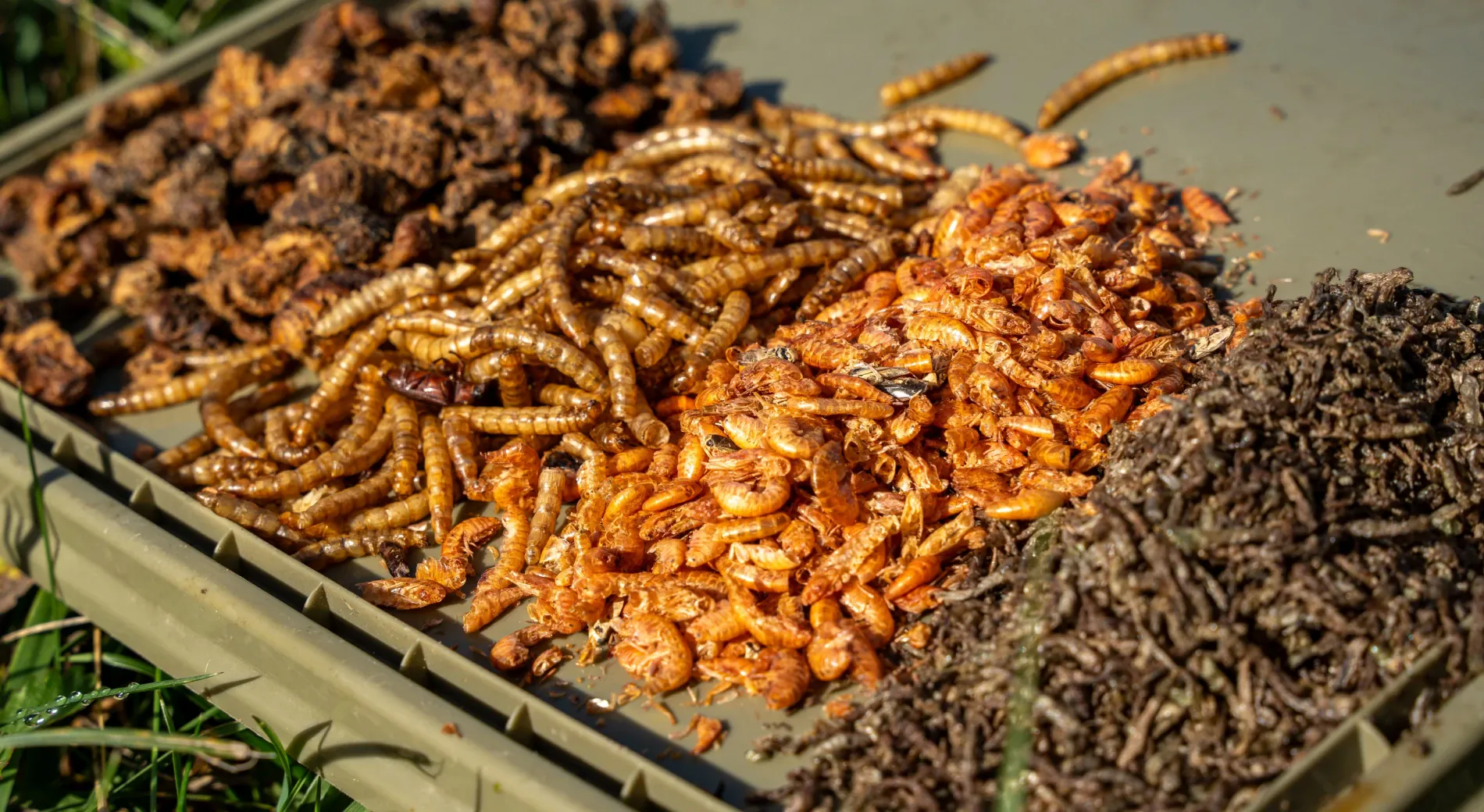 Natürlicher geht's nicht: Insekten zum Karpfenangeln! 